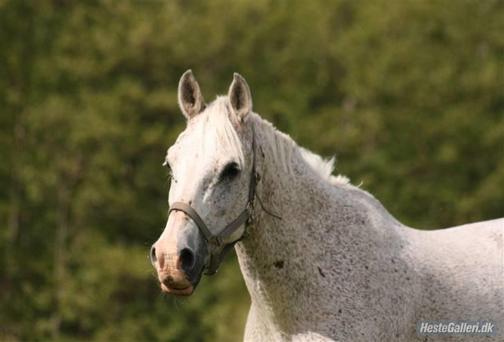 Arabisk fuldblod (OX) kivekas(kiwi)  x-hest - Foto: VILSØE! :D billede 20