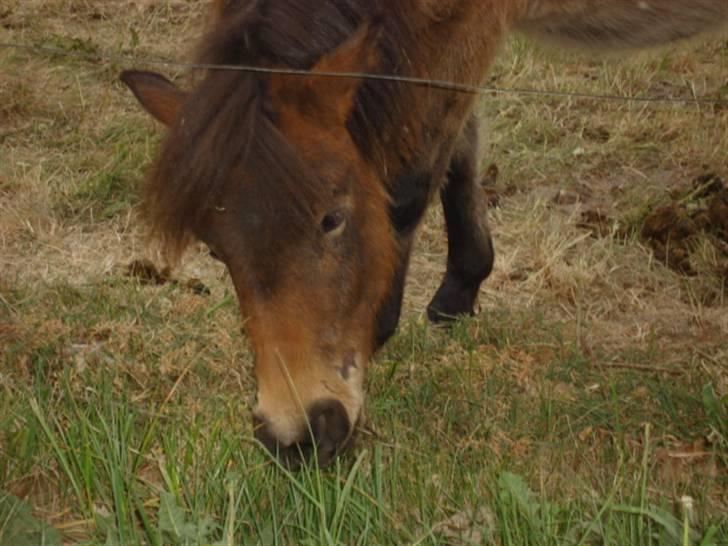 Shetlænder loui billede 3