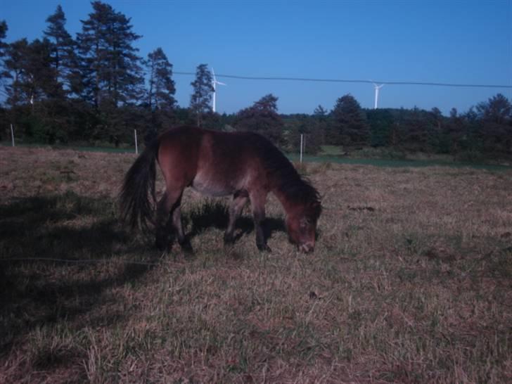 Shetlænder loui billede 6