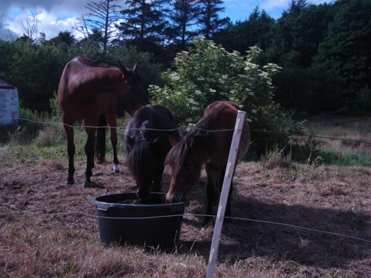 Shetlænder loui billede 8
