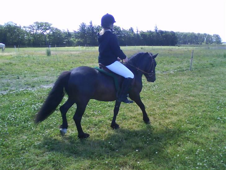 Anden særlig race Bob-Marley - Hingste bassen! ;D billede 13