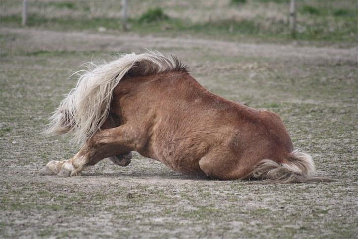 Welsh Mountain (sec A) Stendyssens Lopi R.I.P billede 12