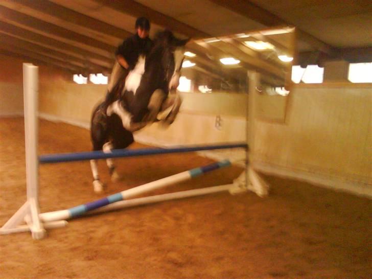 Pinto Max  SOLGT billede 12