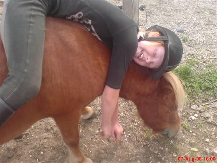 Shetlænder Freja - ARGH falder.. !!!!!!!!!!!! billede 9