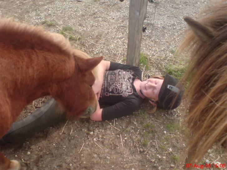 Shetlænder Freja - Nu er jeg altså faldet.!?:-) billede 10