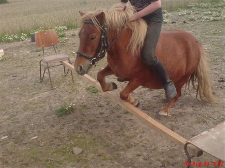 Shetlænder Freja - JHA et spring. :) billede 11