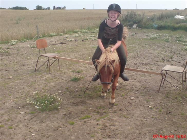 Shetlænder Freja - SMIL.!!!!!!!!!!!!!!!!!!!!!!!!!!!!!!!!!!!!!!!!!!!!!!!Jha et til spring billede 12