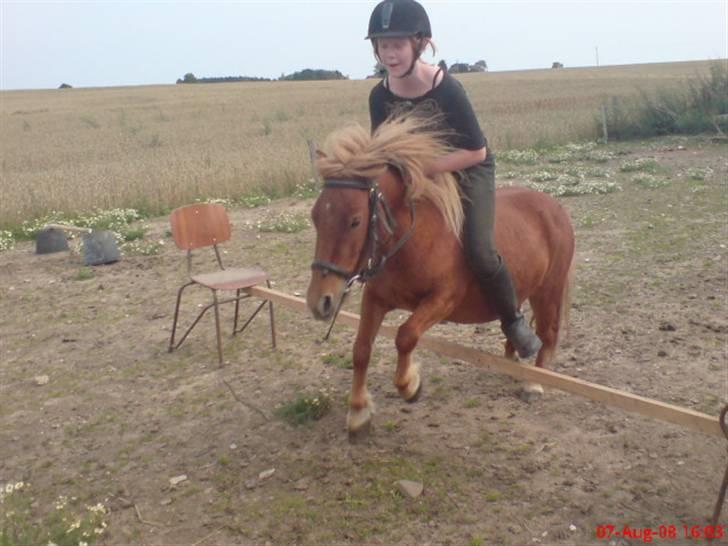 Shetlænder Freja - Jha et til spring billede 13