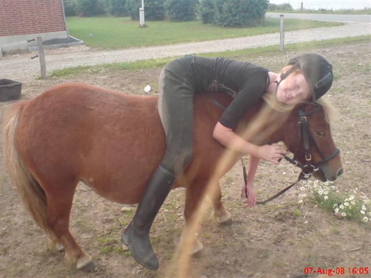 Shetlænder Freja - HYGGE HYGGE HYGGEEE billede 14