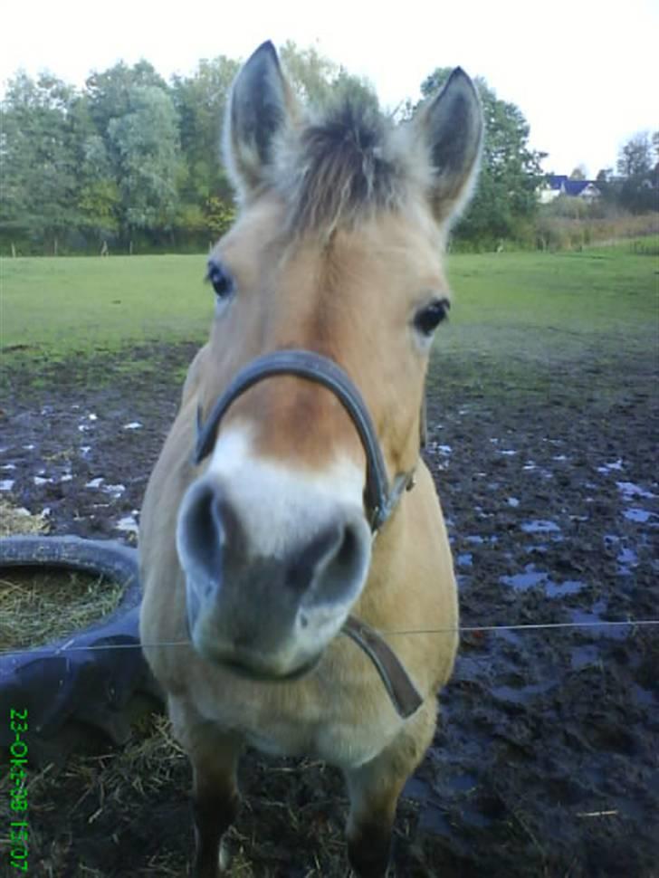 Fjordhest bøgehøj´s Cindy Babe*Himmelhest* - velkommen til bøgehøj´s cindy babe profil :D  billede 1