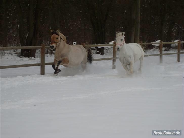 Fjordhest bøgehøj´s Cindy Babe*Himmelhest* billede 2