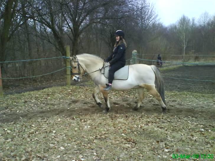 Fjordhest bøgehøj´s Cindy Babe*Himmelhest* billede 3