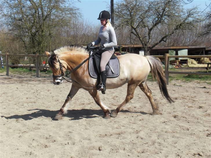 Fjordhest bøgehøj´s Cindy Babe*Himmelhest* billede 4