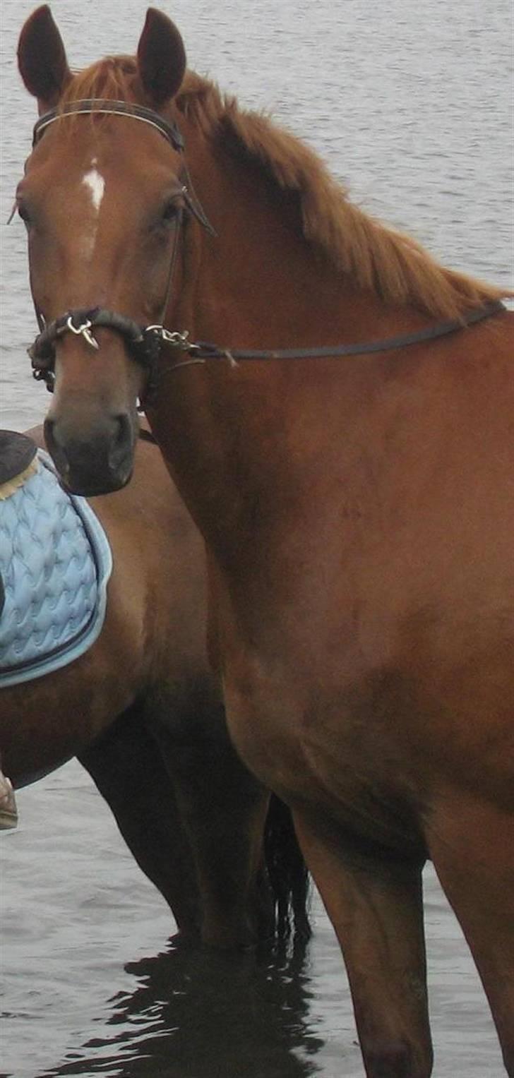 Dansk Varmblod Manja billede 1