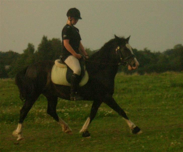 Welsh Cob (sec D) Ronja - D. 10.8.09 Foto: sara billede 9