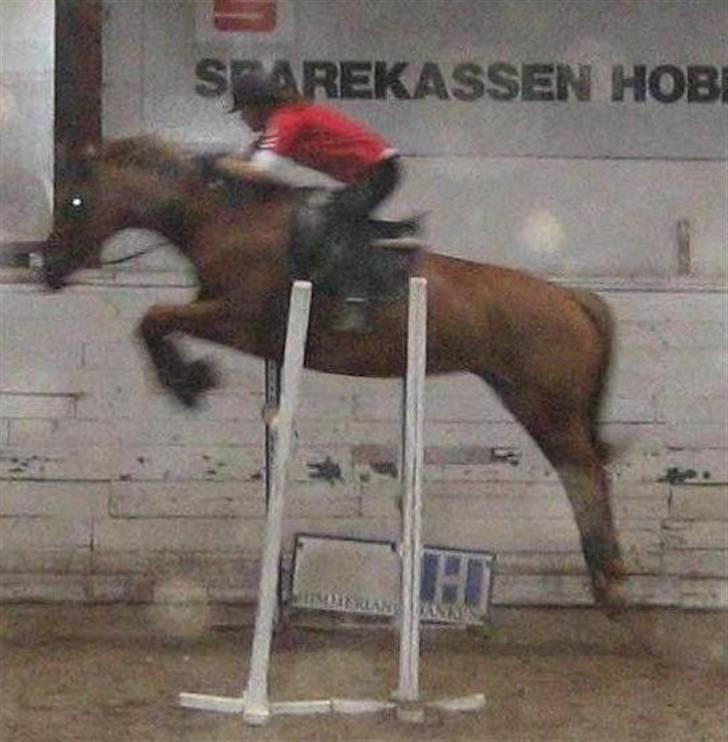 Dansk Varmblod Manja billede 2