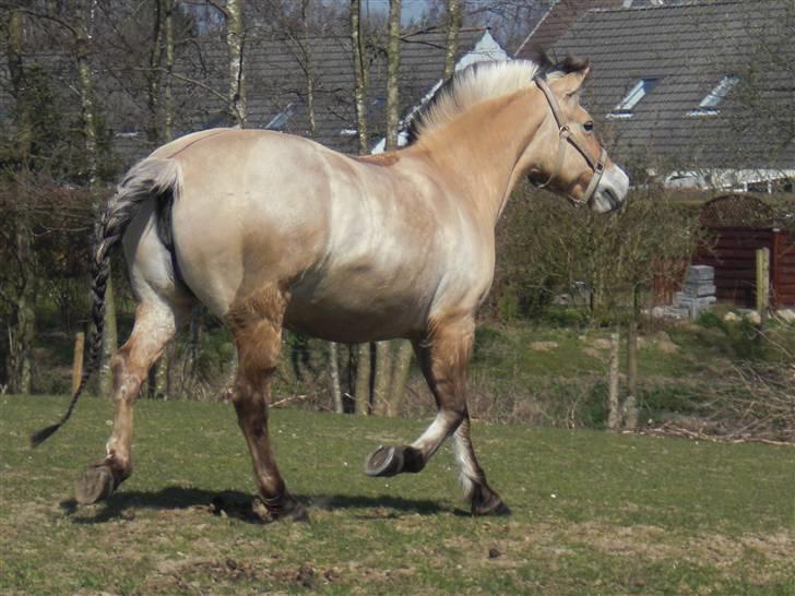 Fjordhest bøgehøj´s Cindy Babe*Himmelhest* billede 5