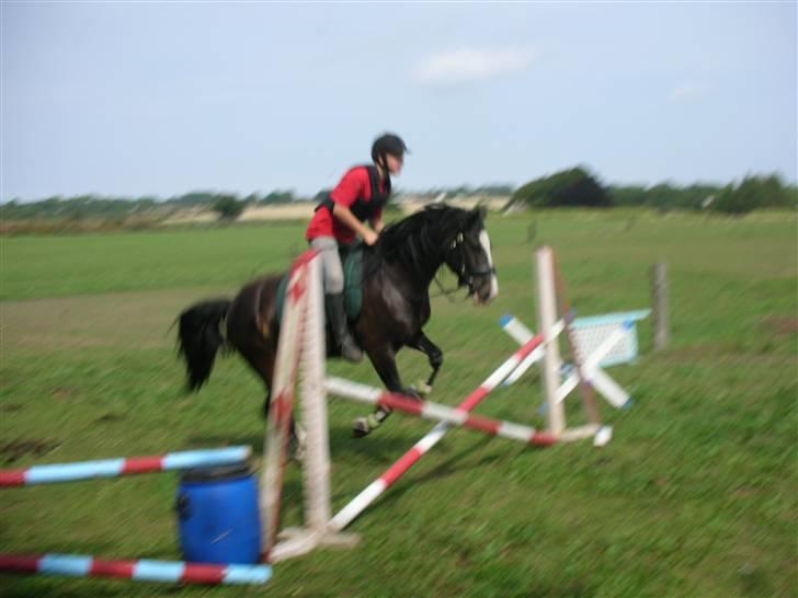Welsh Cob (sec D) Ronja - Foto: Min mor(Anne) billede 10