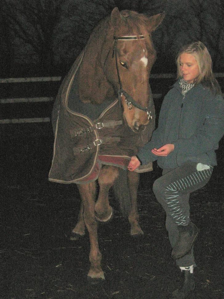 Dansk Varmblod Manja billede 3