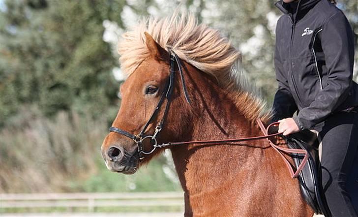 Islænder Dani fra Vissegård - My Happy Horse foto: Clara K. billede 1