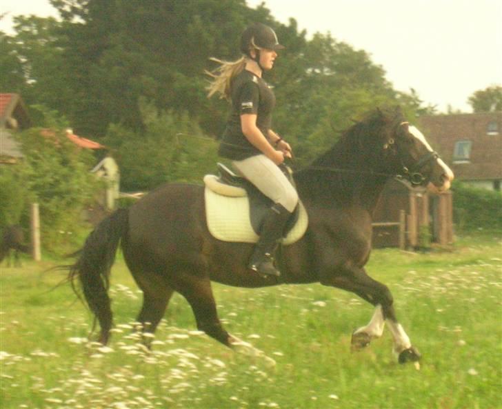 Welsh Cob (sec D) Ronja - Mig og ronja d. 10.8.09 Foto: min søster sara billede 11