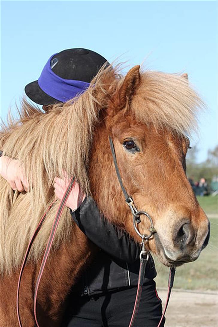 Islænder Dani fra Vissegård - Dani efter T.8-udtagelse til DSU foto: Clara K. billede 2