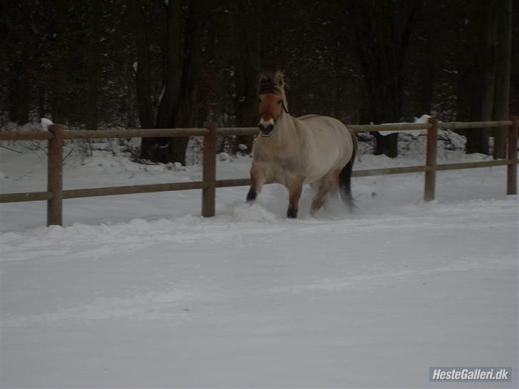 Fjordhest bøgehøj´s Cindy Babe*Himmelhest* billede 6