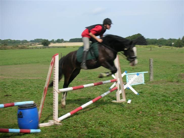 Welsh Cob (sec D) Ronja - Foto: Min mor(Anne) billede 12