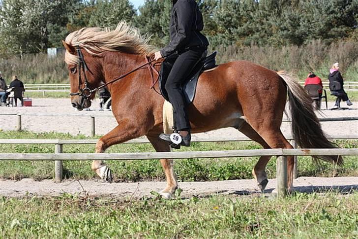 Islænder Dani fra Vissegård - Dani´s dejlige trav (fuck, jeg sidder af lort!) foto: Clara K. billede 3