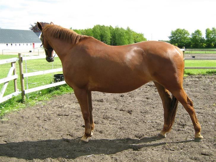 Dansk Varmblod Manja billede 4