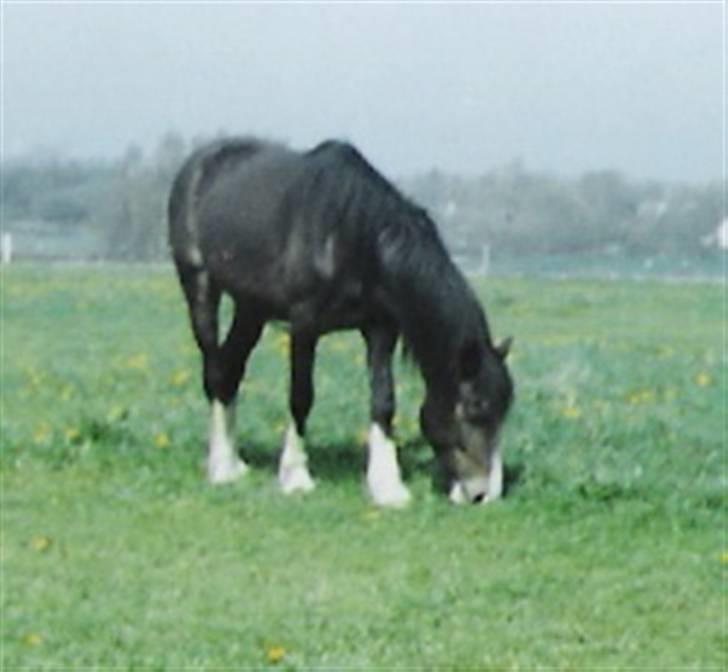 Welsh Cob (sec D) Ronja - Ronja, godt 3 år<<33  Foto: Min mor(Anne) billede 13
