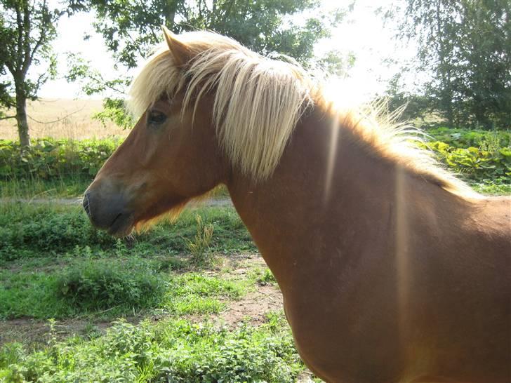 Islænder Dani fra Vissegård - Opmærksom... foto:mig billede 4