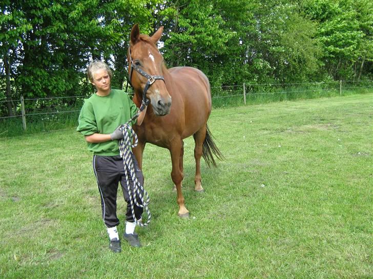 Dansk Varmblod Manja billede 5