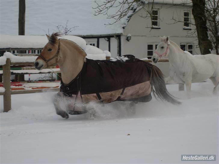 Fjordhest bøgehøj´s Cindy Babe*Himmelhest* billede 7