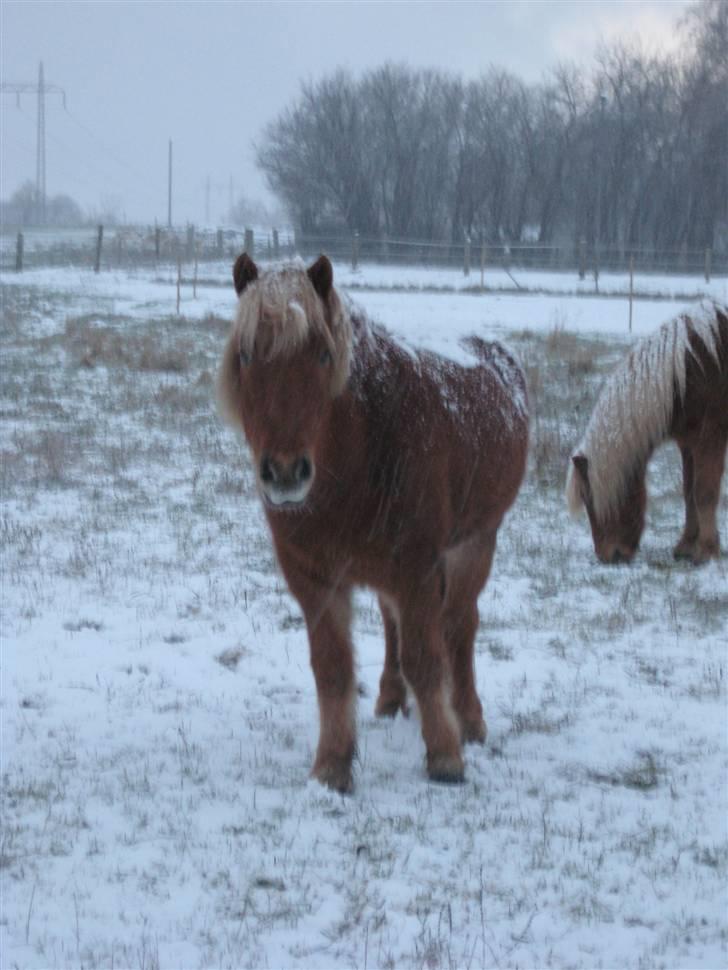 Islænder Dani fra Vissegård - Nårrh Ismulen på 2. snevejrs dag ;) foto: Mig billede 5