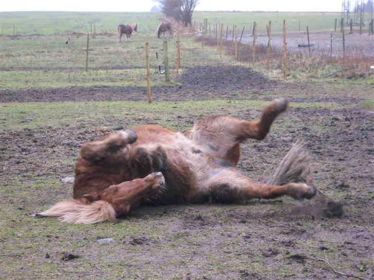 Islænder Dani fra Vissegård - Rulletur efter Ridetur ;) Foto: mig billede 6