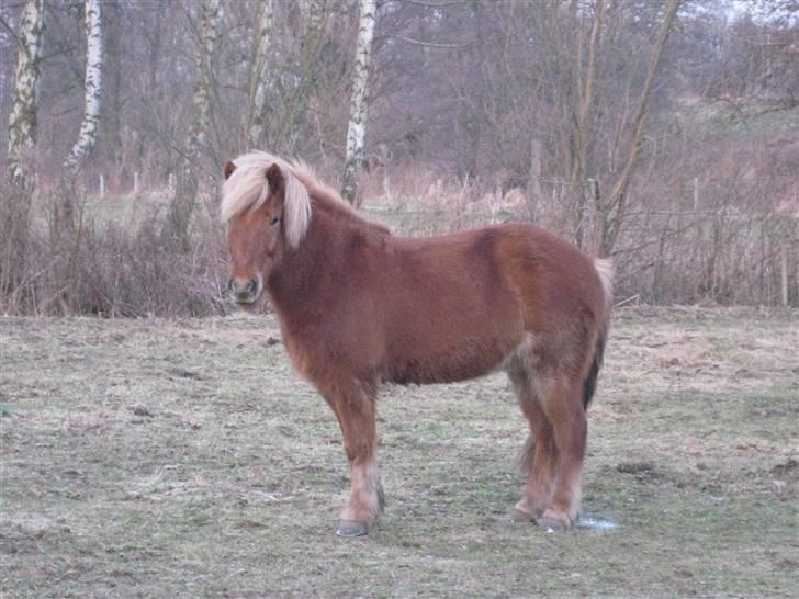 Islænder Dani fra Vissegård - Vinter farver foto: mig billede 7