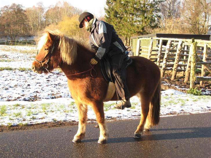 Islænder Dani fra Vissegård - Min solstråle (nu med vinterpels!) Foto: mor billede 8
