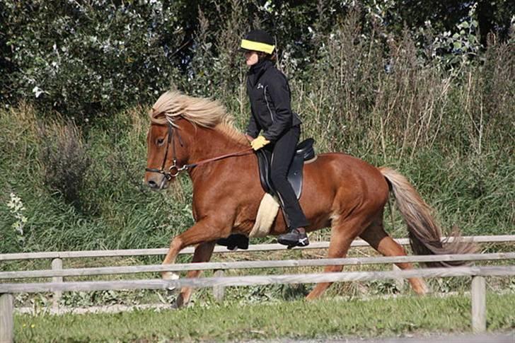 Islænder Dani fra Vissegård - Den dejlige dreng i galop! Det ser jo helt kontrolleret ud ;) foto: Clara K billede 9