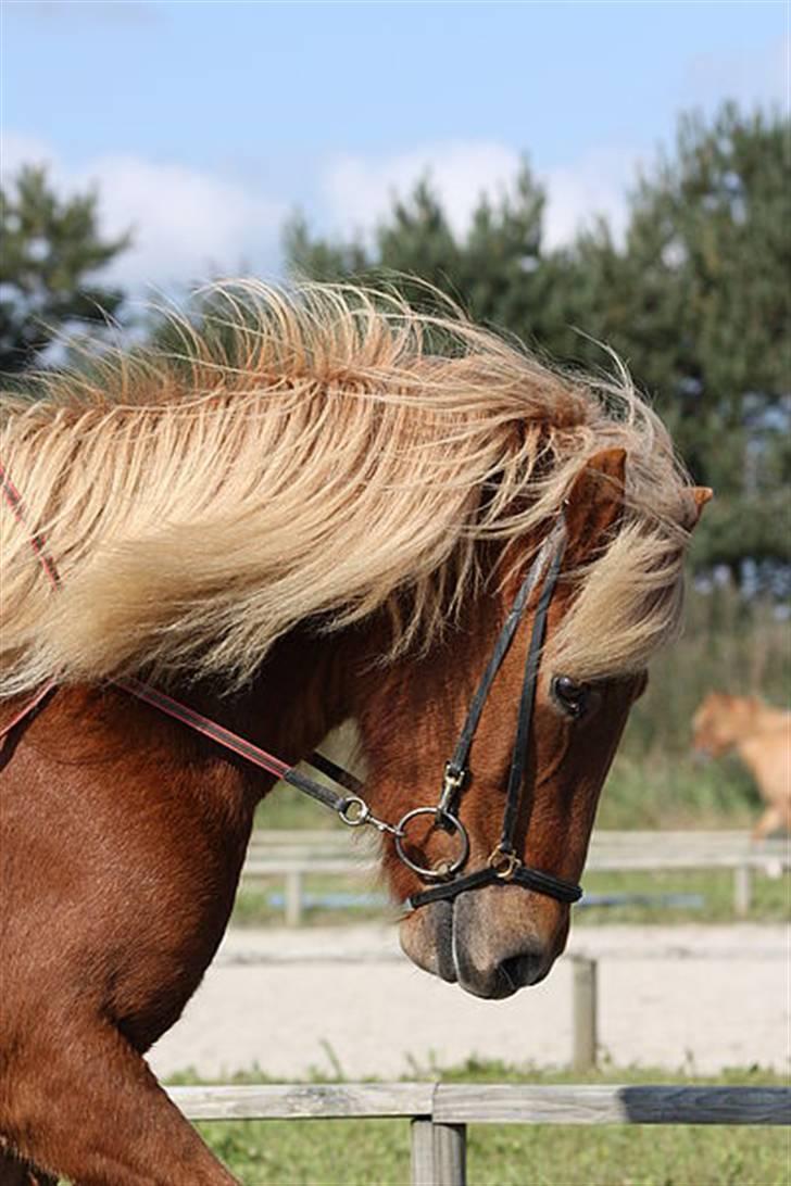 Islænder Dani fra Vissegård - Super fedt billede ;) foto: Clara K billede 10