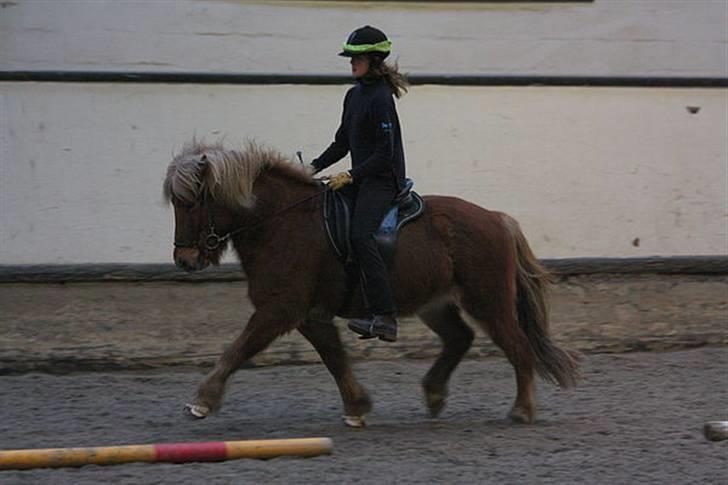 Islænder Dani fra Vissegård - Wee, min super-mule ;) Foto: Clara K billede 11