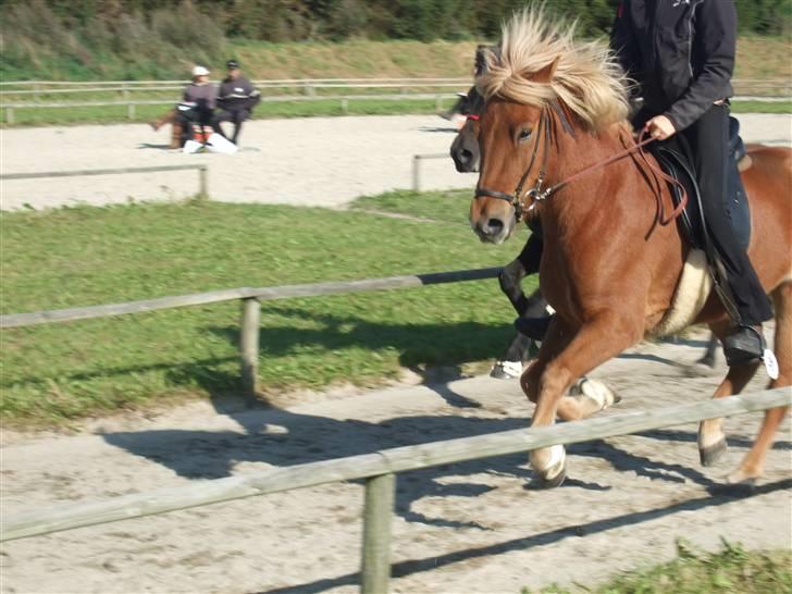 Islænder Dani fra Vissegård - Galop, måske lidt i kapløb med Litla-dukka ;) foto: mor billede 12
