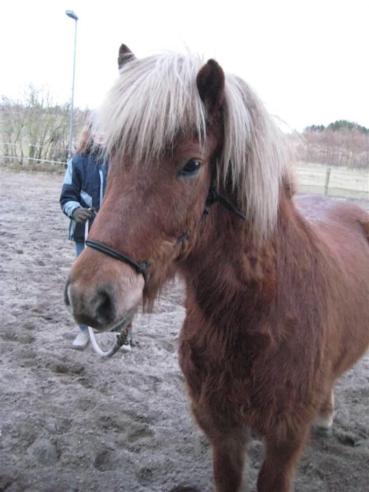 Islænder Dani fra Vissegård - Årrh, glade super-Dani... Foto: Røsle billede 13