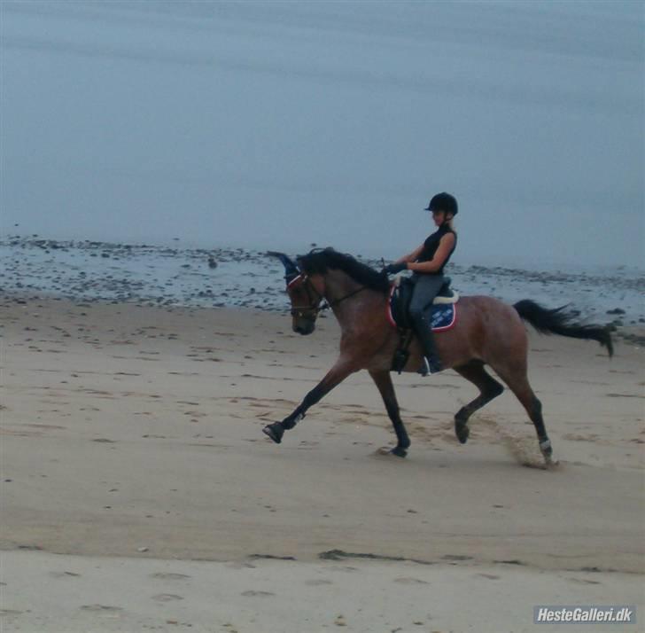 Welsh Partbred (Sec F) Marieton's Sanssousi - 16. Fri trav på standen ved Marbæk plantage.. :) billede 17