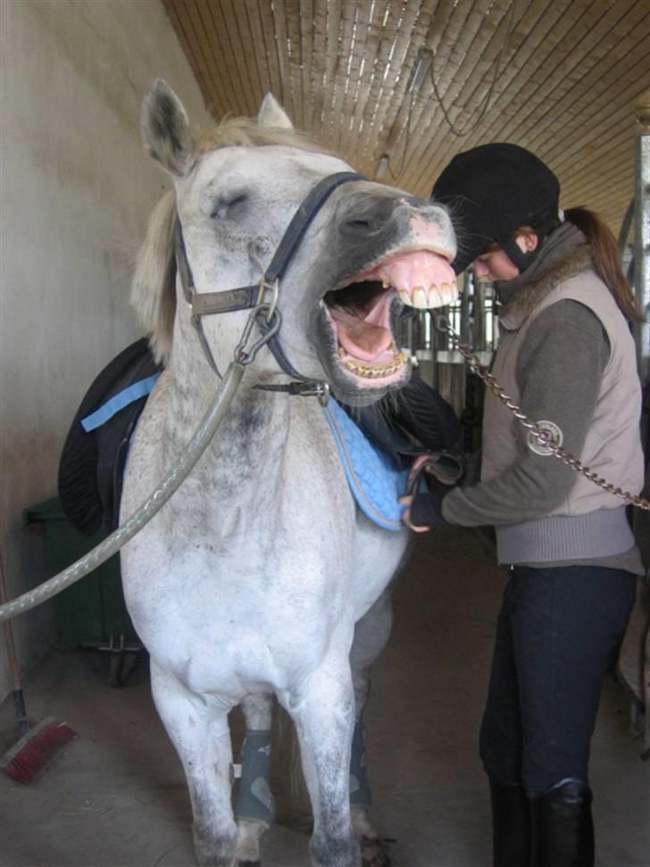 DSP Mr. Happy Goes Lucky billede 14