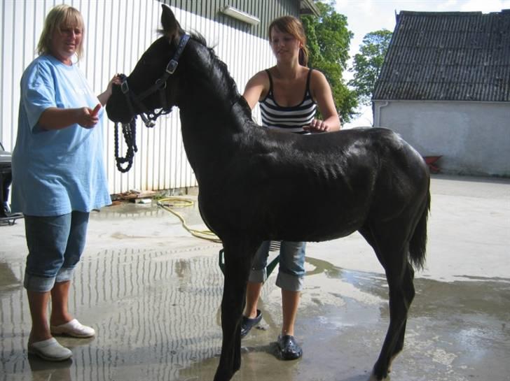 DSP moonjam´s classic touch  billede 12