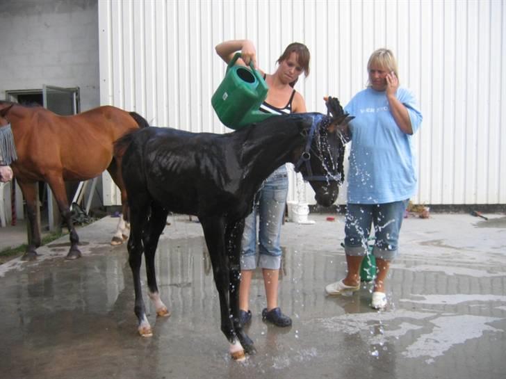 DSP moonjam´s classic touch  billede 14