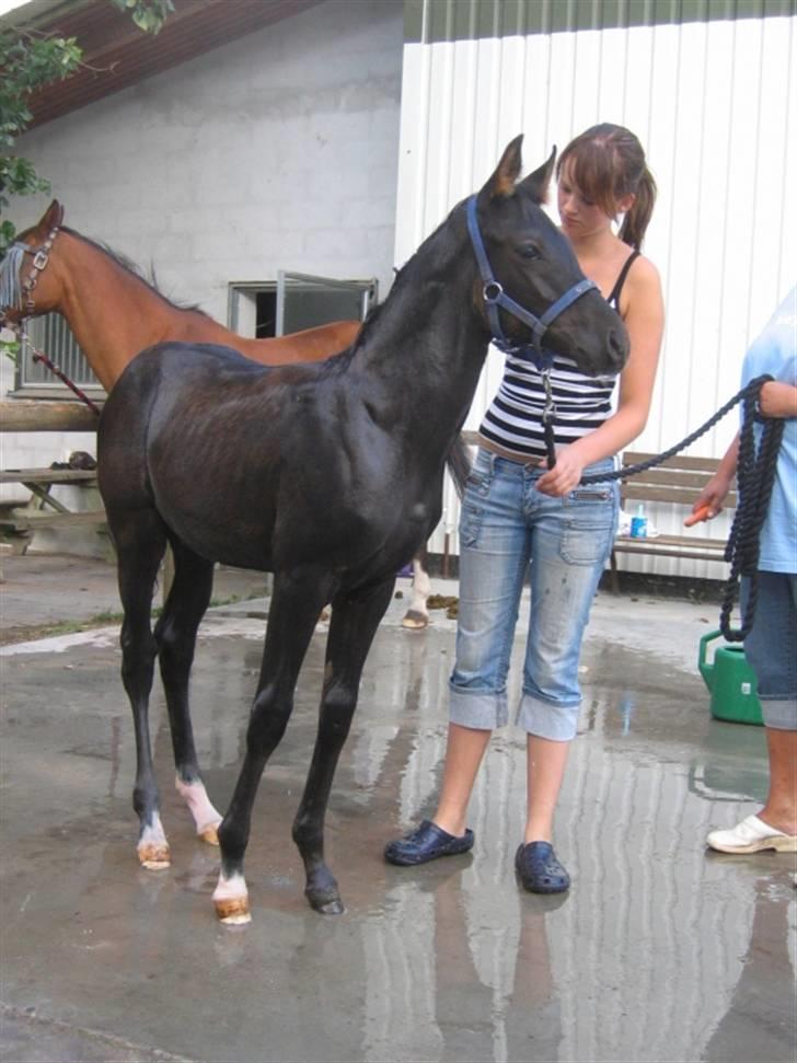 DSP moonjam´s classic touch  billede 15