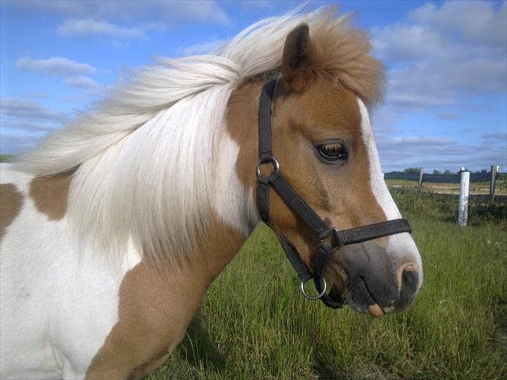 Shetlænder Timon - Timon den søde! billede 1