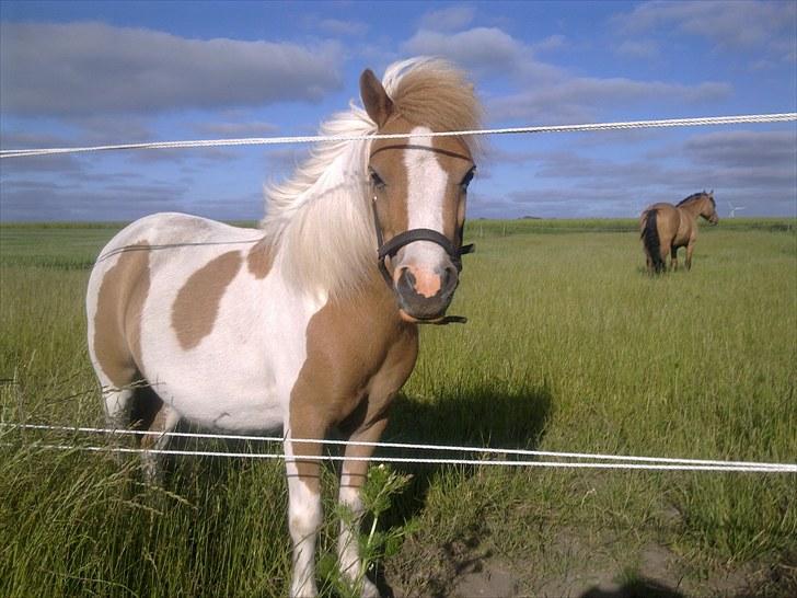 Shetlænder Timon - En dejlig sommerdag på græsfolden. billede 6